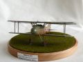 Eduard 1/48 Albatros D.II