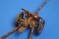 ICM 1/35 7,62 cm Pak 36 (r) -   