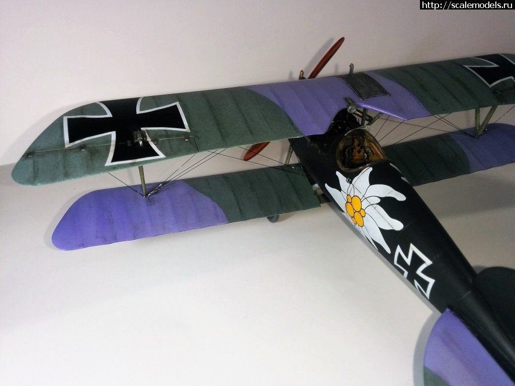 1492366814_000-5.jpg :    Albatros!   1/48  1/32  