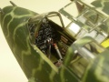 Hasegawa 1/48 Kawasaki Ki-45 Kai Ko TORYU (Nick)  Kai Hei