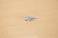  Prop-n-Jet 1/72    -  